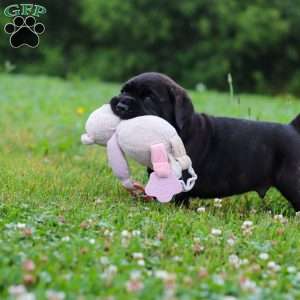 Shadow, Cane Corso Puppy